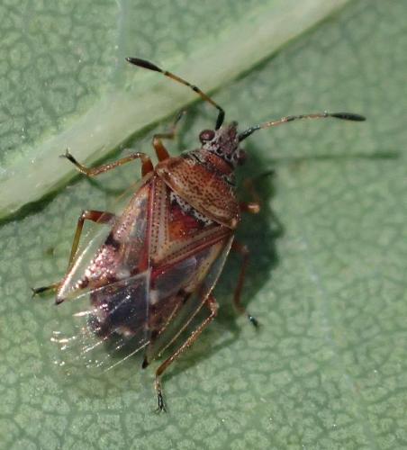 Kleidocerys resedae